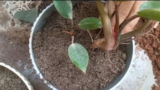 Philodendron Repotting and Propagation Guide [upl. by Aihsetan]