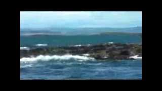 A Dreamy Farne Island Boat Trip [upl. by Odlonra]