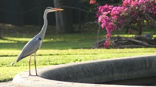 Botanic Garden  Durban  South Africa [upl. by Nayk]