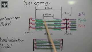 Gleitfilamenttheorie Teil 1 [upl. by Pattani]