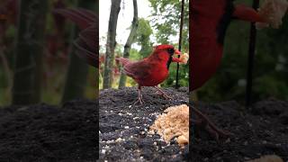 Hawaiian Bird Northern cardinal  Big Island Hawaii Home bigislandhawaii [upl. by Selmore]