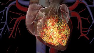 Cardiac Conduction System [upl. by Aiym79]