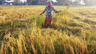 Cambodian traditional hands harvest using sickle  Rice reaping hock harvest [upl. by Samp]