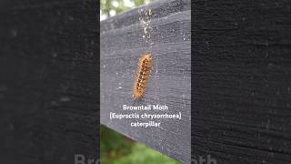 short moth invasivespecies Browntail Moths can be really noxious [upl. by Anceline]