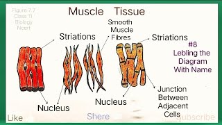 How To Draw Muscles Tissue  Types Of Muscles  Smooth Cardiac And Striated Skeletal Muscle Diagram [upl. by Pillyhp]