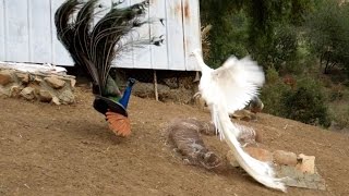 Leucistic VS Wild Type Indian Peacock Joust [upl. by Troxell129]