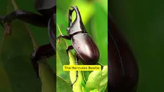 The Hercules Beetle Worlds Strongest Insect herculesbeetle hercules beetle shorts [upl. by Leicester]