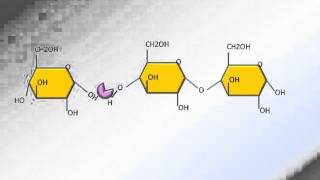 Hydrolyse des glucides [upl. by Sanson14]