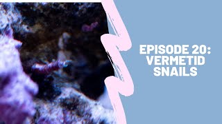 150g Reef Tank Ep 20  Vermetid Snails [upl. by Ajan]