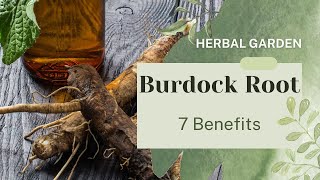 7 Health Benefits of Burdock Root [upl. by Alaric]