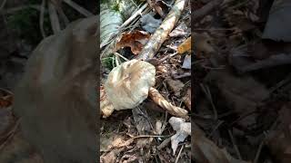 A brown birch bolete mushroom fungi fungus [upl. by Morel269]