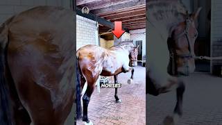 MINDBLOWING Horse Sweat Secrets You Never Knew [upl. by Gnaht452]