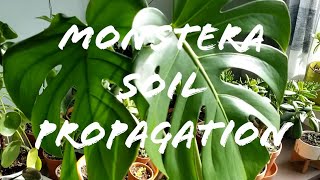 Monstera Soil Propagation [upl. by Wolff238]