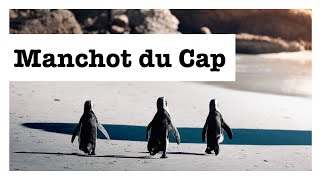 Tout savoir sur  le manchot du Cap [upl. by Eislel]