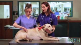 How to Check Your Pets Vital Signs [upl. by Kerek]