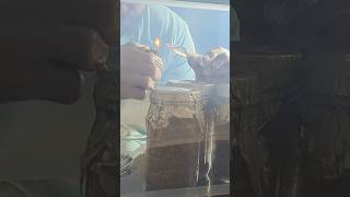 Grain Spawn inacculation affordable way to grow mushrooms [upl. by Steep]