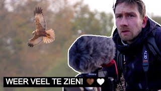 Vlog 331 Bruine kiekendieven bouwen aan hun nest  Waterrijk Deel 2  Sony A7 IV [upl. by Kinnie]