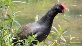 O Canto do Frango Dágua Comum Gallinula galeata [upl. by Vanhomrigh]