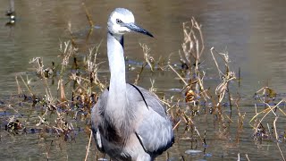 Whitefaced Heron Egretta novaehollandiae in Perth WA [upl. by Phi935]