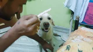 এই বদটার দাদাগিরি আমার একদম সহ্য হয় না বাপু😡 doglover playwithpaw funnyvideos [upl. by Pigeon]