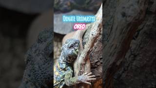 Ornate Uromastyx uromastyx lizard reptiles animalpictures pets petlizard [upl. by Modla]