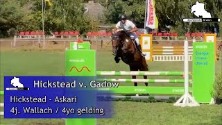 HICKSTEAD VON GADOW  4j W v  4yo gelding by Hickstedt White  Askari [upl. by Anavrin]