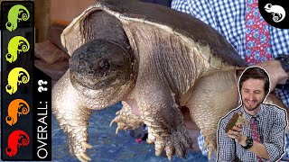 Common Snapping Turtle The Best Pet Turtle [upl. by Ursuline]