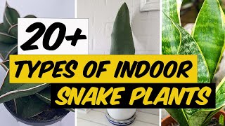 21 Types of Indoor Snake Plants  The Planet of Greens [upl. by Estell]