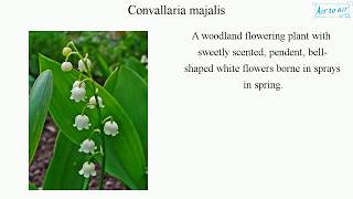 Convallaria majalis English  Medical terminology for medical students [upl. by Schach783]