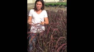 Riverbend Nursery Plant PremierePennisetum Rubrum 1 [upl. by Kalinda]