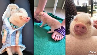 Cute Mini Pigs TikTok Compilation Oink Oink 1 [upl. by Aiotal117]