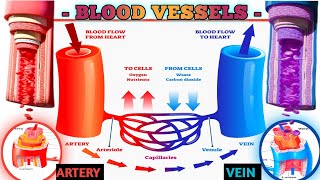 Blood Vessels 3d Animation Video  Structure And Function Of Artery Vein And Capillaries [upl. by Skardol387]