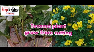 How To Grow Tecoma by CuttingTecoma Plant Propagation [upl. by Elmo]