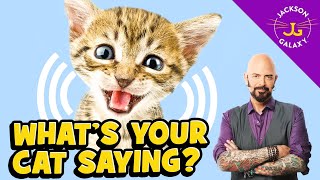 Cat Vocalizations and What They Mean [upl. by Negroj]