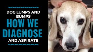 Dog Lumps and Bumps How We Diagnose with an Aspirate [upl. by Heyra]