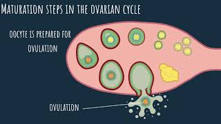 Oogenesis  the ovarian cycle Part 1 [upl. by Arukas]