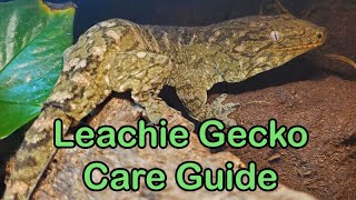 Leachianus Gecko Care Guide Finally [upl. by Naired]