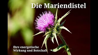 Die Mariendistel  Ihre energetische Wirkung und Botschaft [upl. by Antonino853]