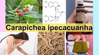 Carapichea ipecacuanha [upl. by Kramal]