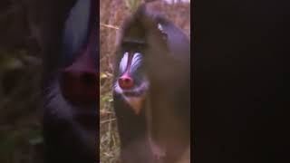 Mandrills didyouknow monkey nature naturelovers mandrill [upl. by Sunil]