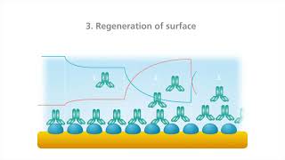 Quartz Crystal Microbalance with Dissipation QCMD Principle Surface Interaction Processes [upl. by Sonitnatsnok]