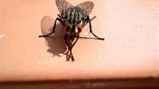 How To Get Rid Of A House Fly Infestation [upl. by Dunston]