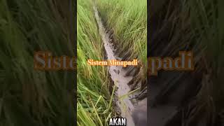 2024 hermespasaribuchannel minapadi sawah suasanayangenakdirasakan news subscribetomychannel [upl. by Aubreir205]