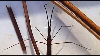 Group 20 Other Water Bugs Ranatra linearis Water Stick Insect [upl. by Young339]