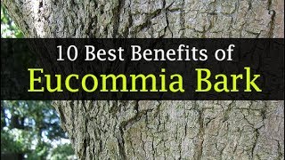 Eucommia Bark Benefits for Weight Loss Diabetes and Others [upl. by Han]