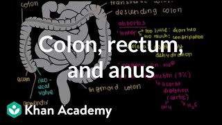 Colon rectum and anus  Gastrointestinal system physiology  NCLEXRN  Khan Academy [upl. by Artema664]