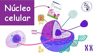 Núcleo Celular Componentes funciones  Histología Ross [upl. by Irafat]