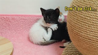 The Rescued Kitten Wants To Protect Her Sick Sibling [upl. by Bensen]