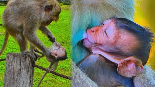 Great time Young Mother tries to Help Baby Monkey to get Milk Really Cute  MonkeyAnimals [upl. by Yahc]