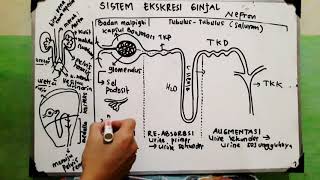 Sistem Ekskresi  Ginjal  Nefron [upl. by Pliam]